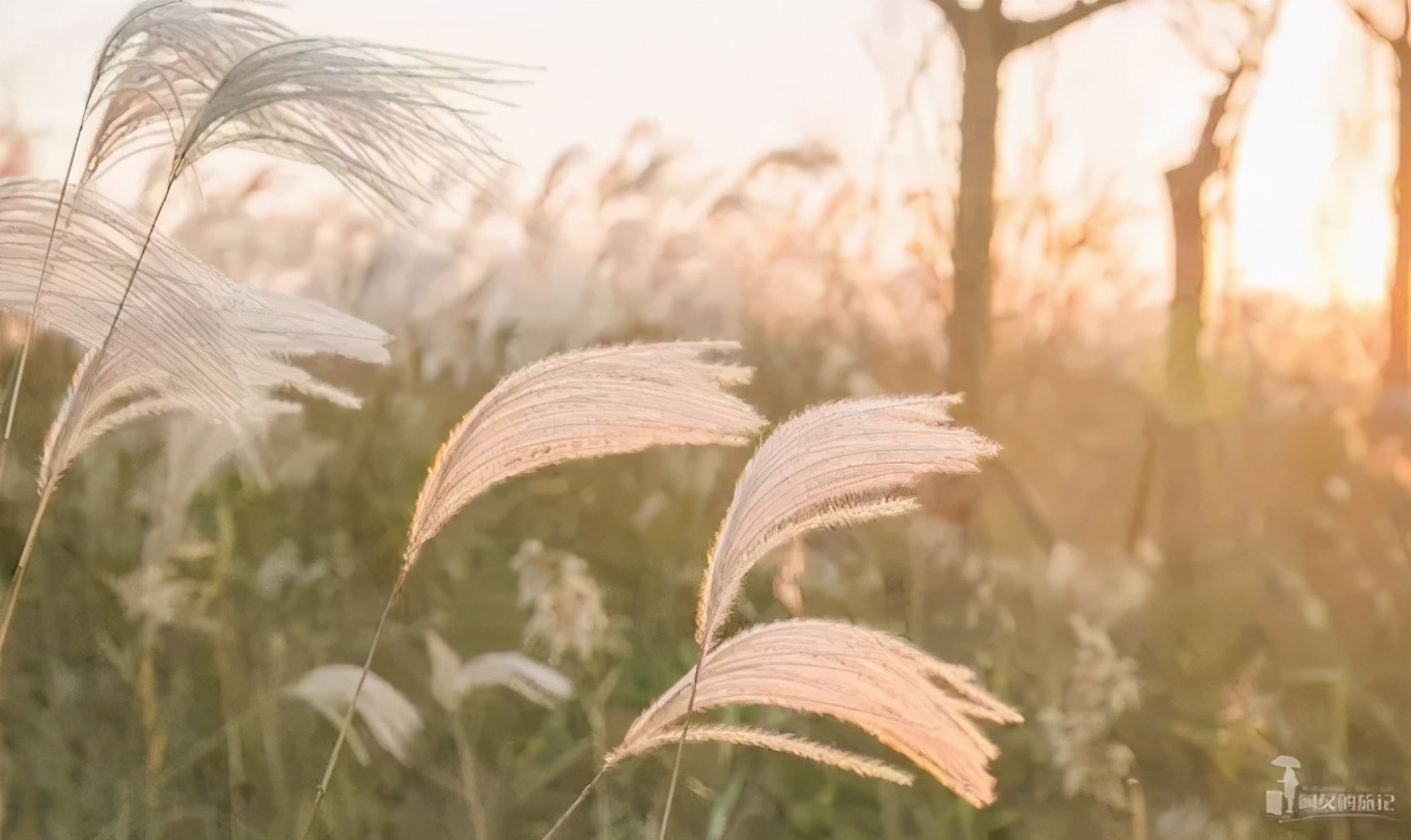 山东这两座小城，集齐了所有令人向往的美景，超级适合自驾！