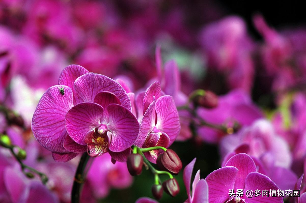 哪种蝴蝶兰最值得买,蝴蝶兰怎么买比较好