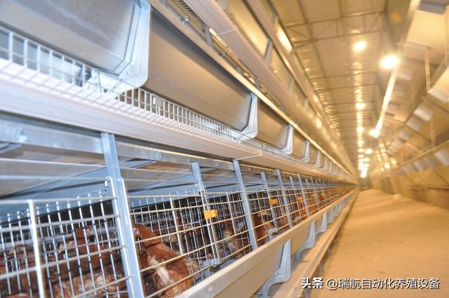 蛋鸡中暑症状及治疗,高温天气鸡中暑咋办