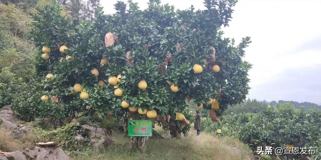 宣恩贡水柚直播间,宣恩贡水白柚苗