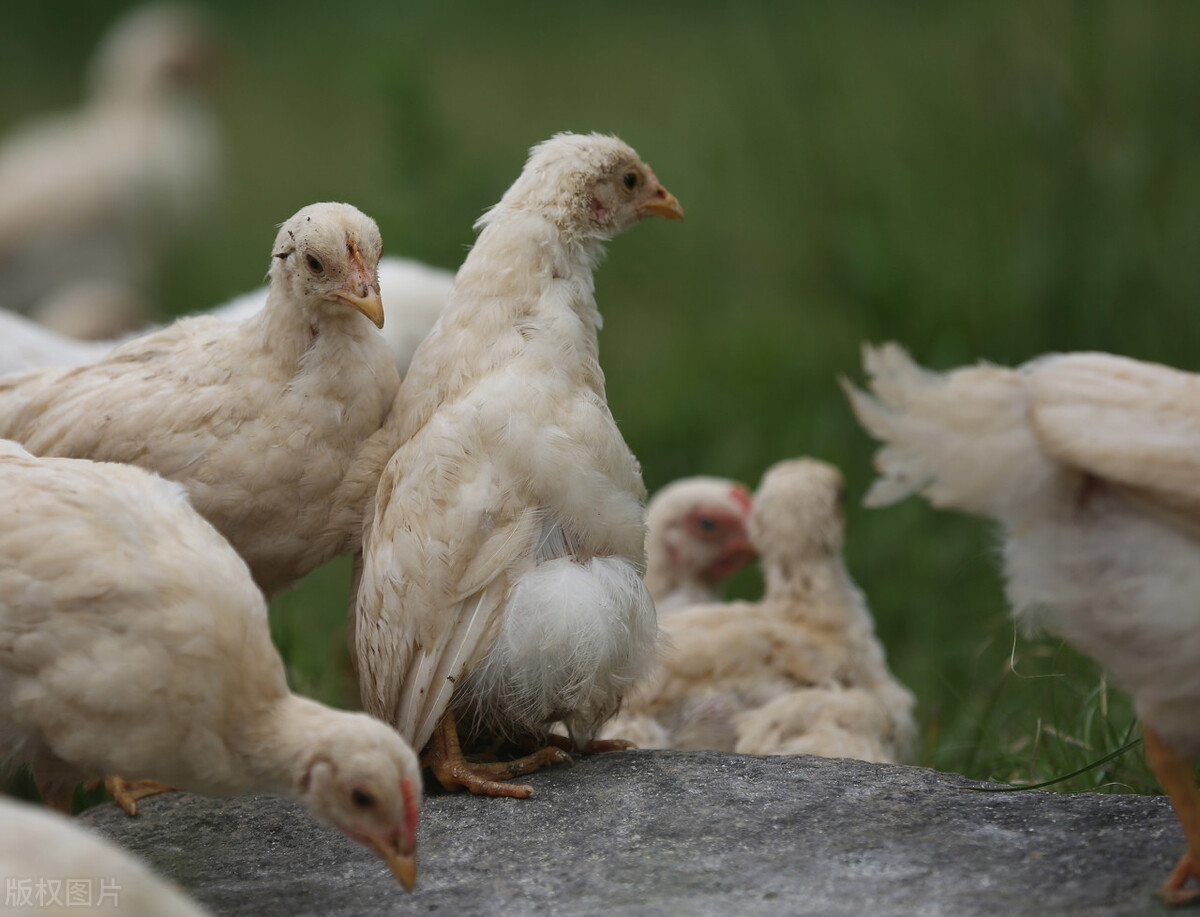 鸡坏死性肠炎防治措施是什么?
