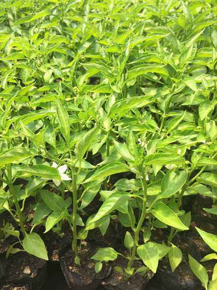 20万人小县城适合做什么创业项目,想回老家创业做什么好挣钱