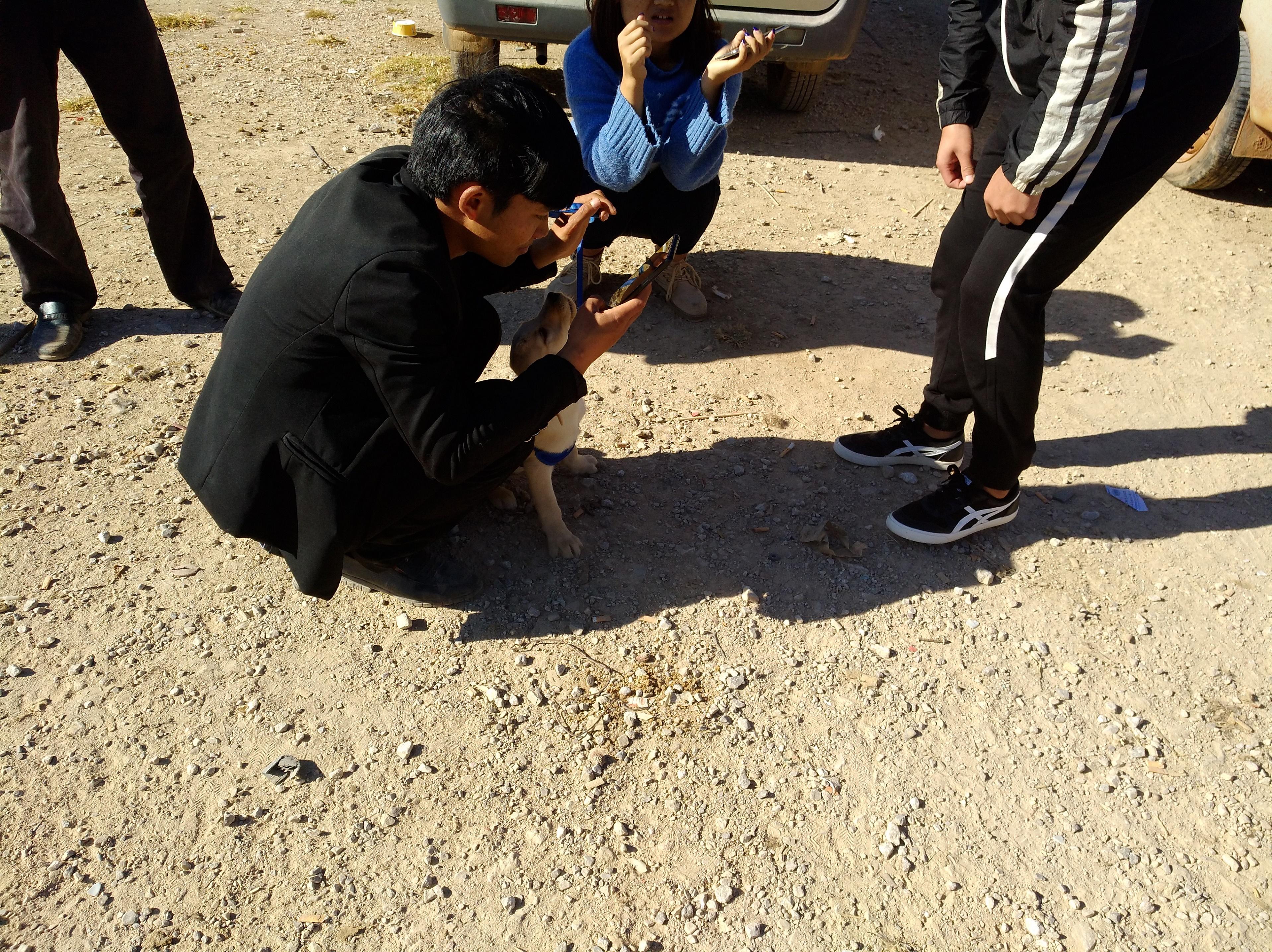 70斤拉布拉多卖给狗贩子多少钱 (买了只拉布拉多1000块钱)