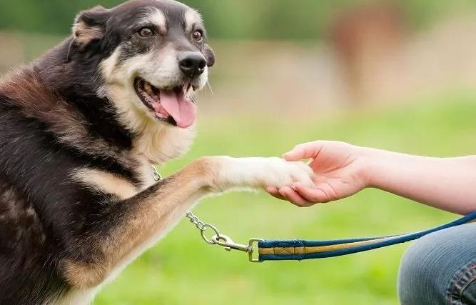 狗狗唤回训练的方法,训练狗狗叫的方法