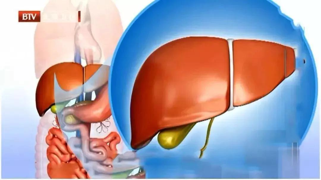 益生菌如何在肠道中发挥功效,益生菌在肠道是如何发挥作用的