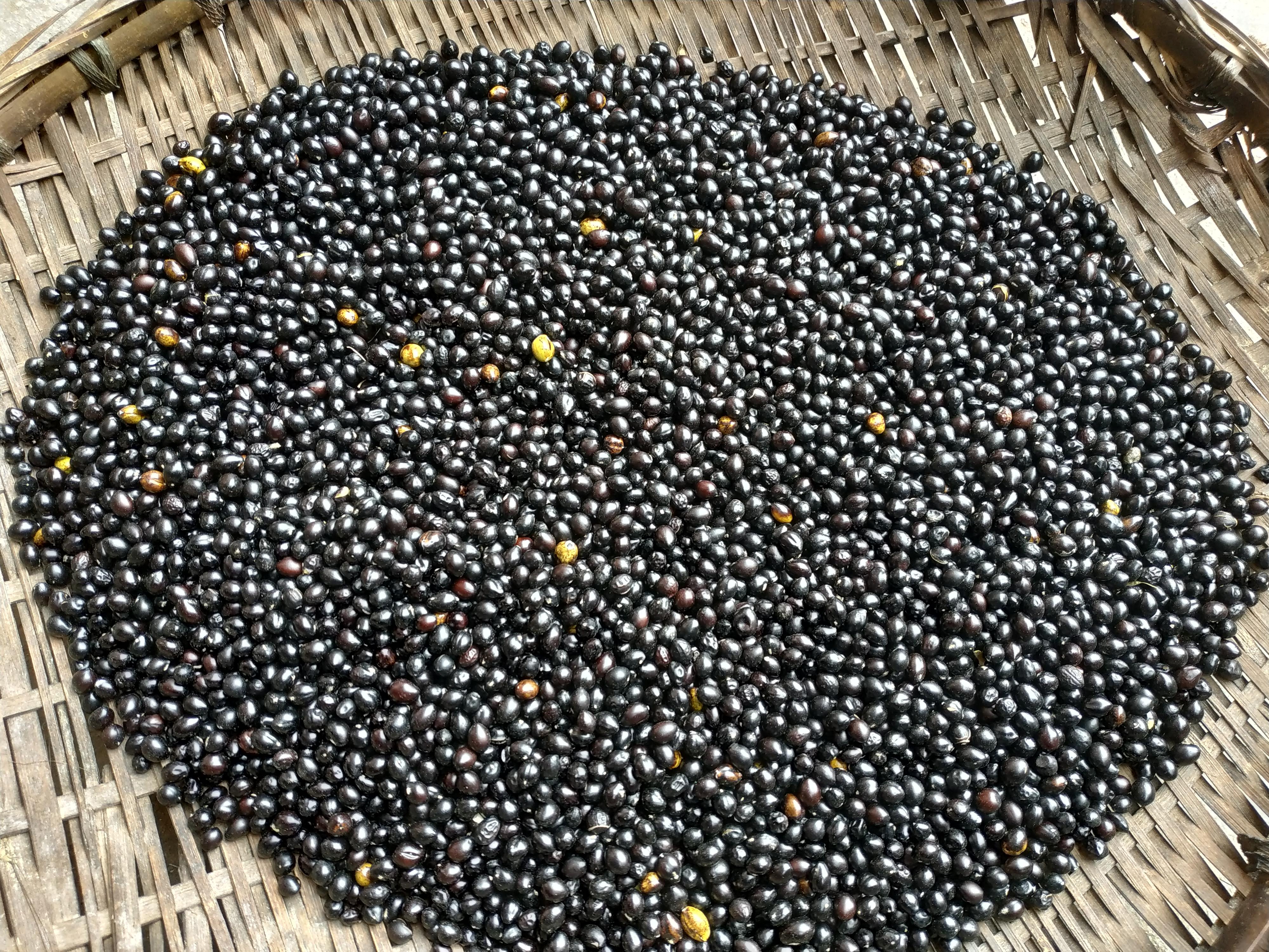 林下中药材示范种植基地,林下种植中药材设施项目方案