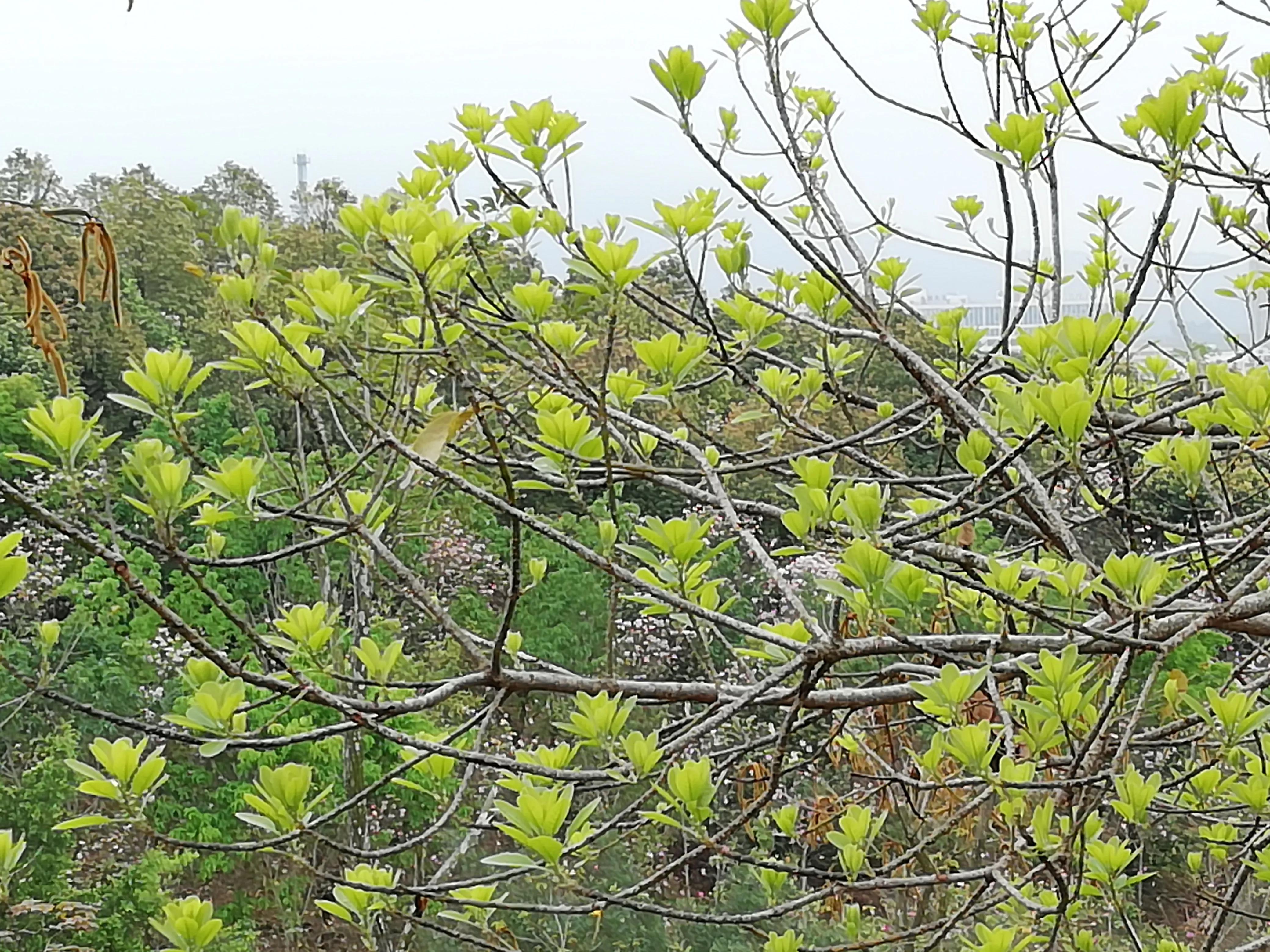 舞蹈怒放的生命,怒放的生命活出精彩