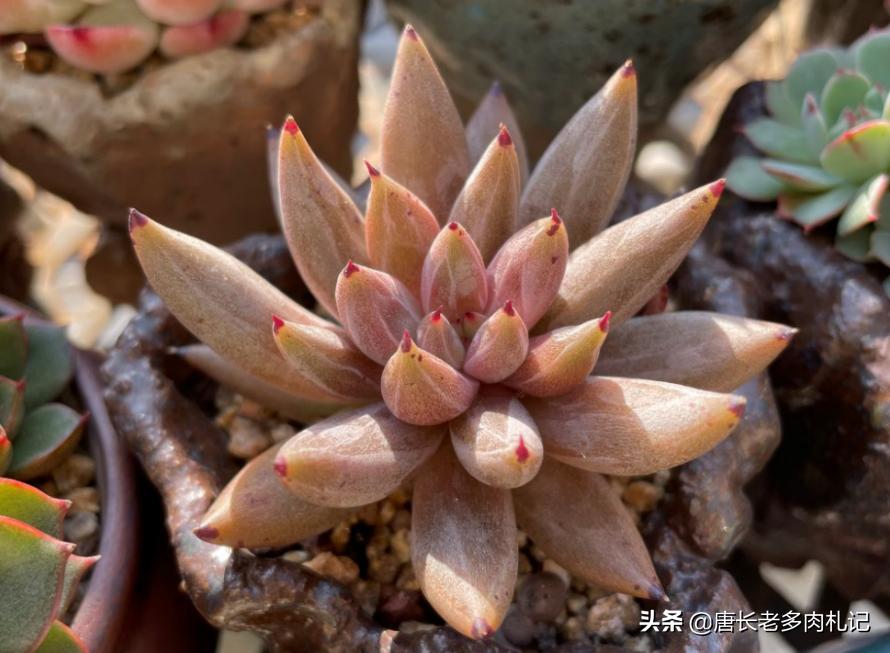 龙爪属仙人球配土要加石灰石吗,生石灰拌土养多肉可以吗