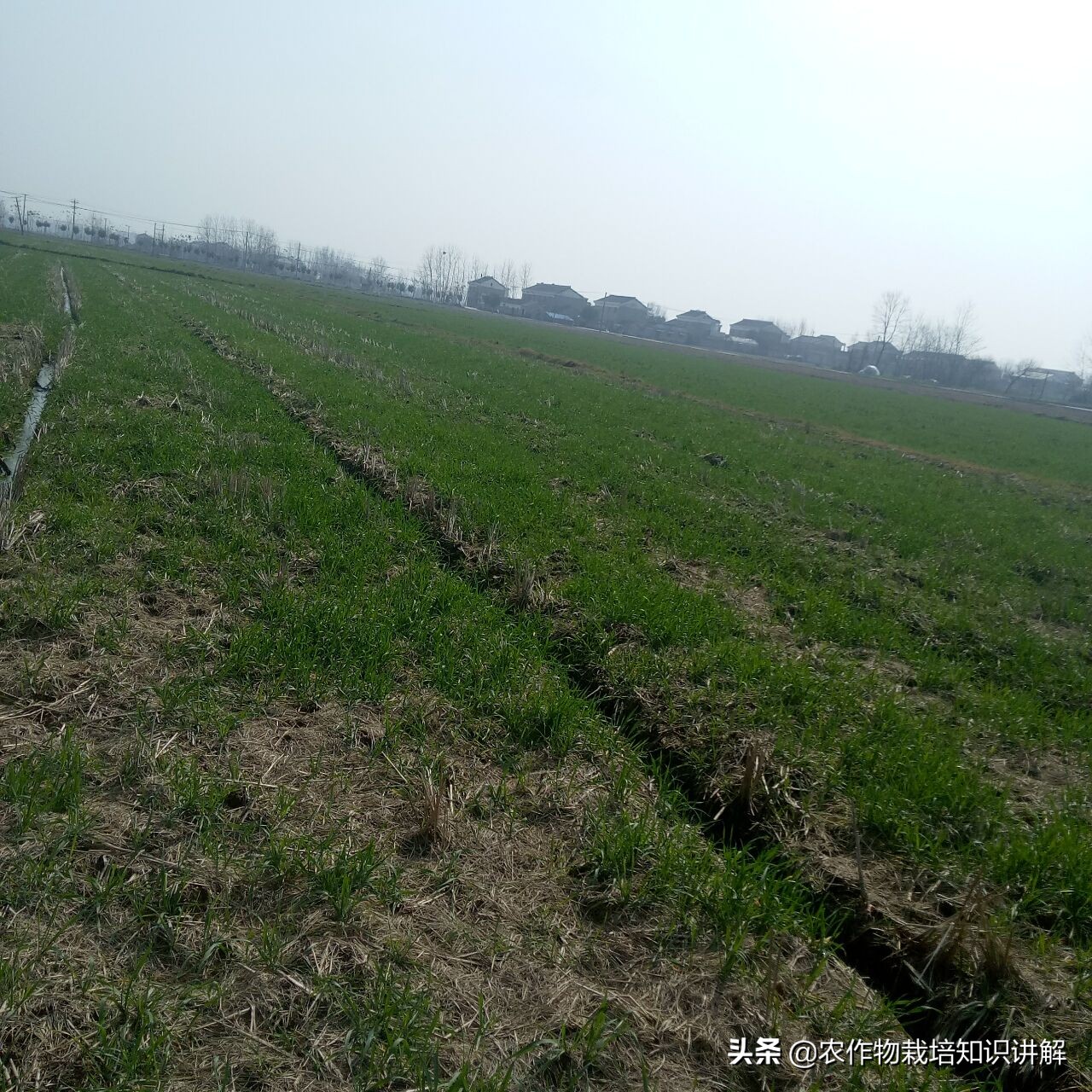 小麦预防赤霉病哪种药好,小麦预防赤霉病打什么药