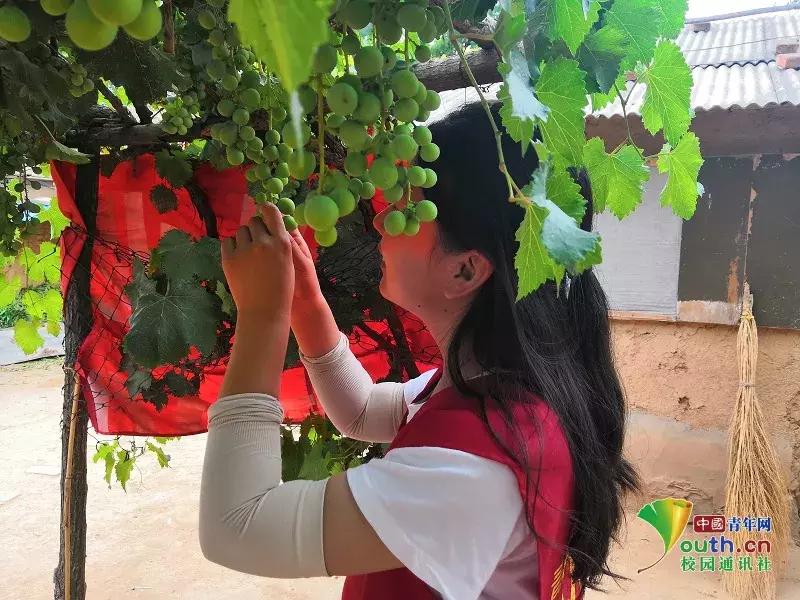 三下乡助力乡村振兴,大学生暑期三下乡乡村振兴方案