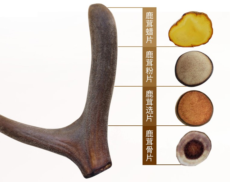 补肾精的中草药鹿茸,鹿茸是补肾虚的最佳中药吗