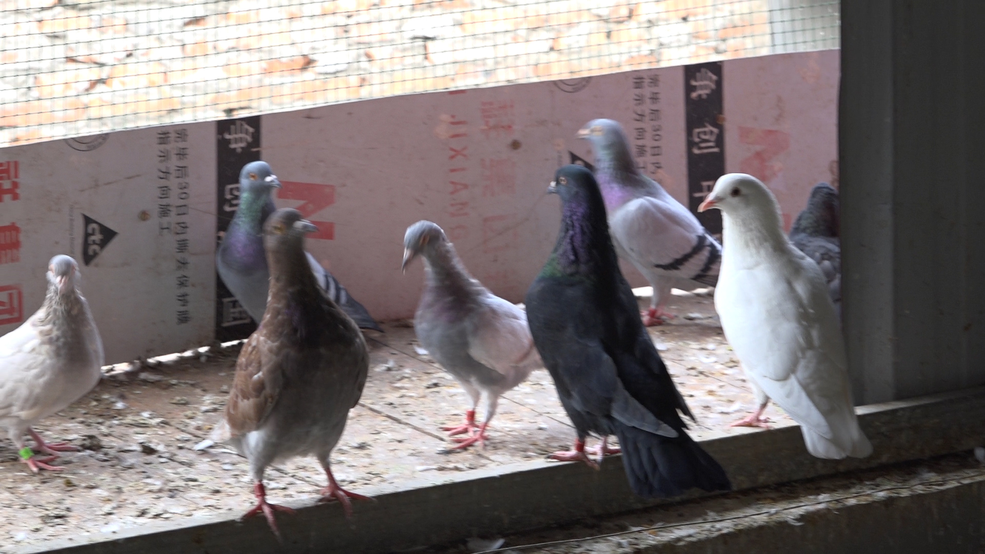 乳鸽怎么喂长得胖,乳鸽拔羽毛的正确方法