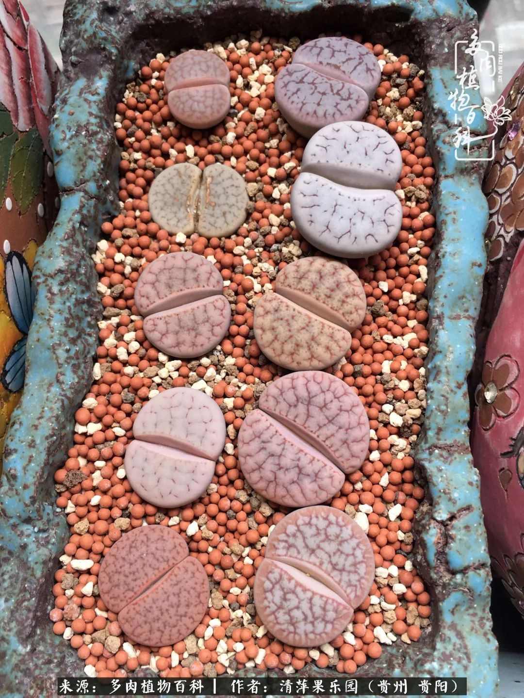 生石花庭院,晶莹剔透的生石花