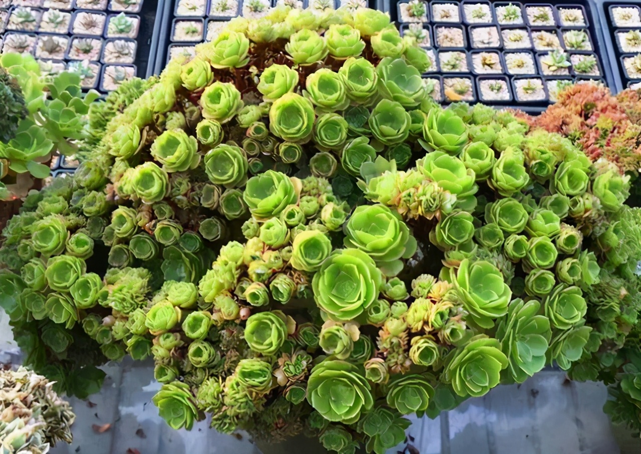 超全多肉术语42种多肉入门术语图文详解让你一文搞懂多肉术语