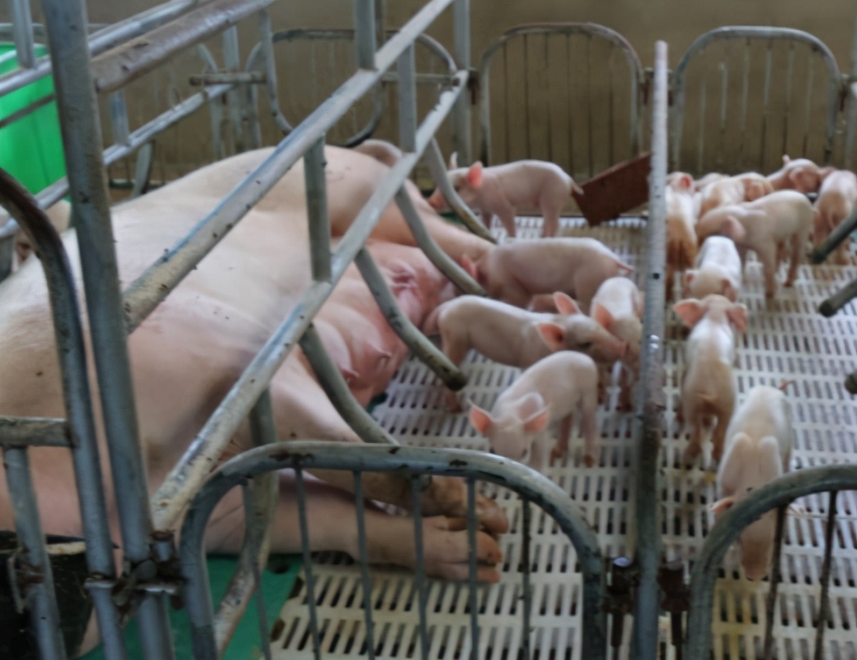 母猪产后四五天奶水少怎么办,母猪产后奶水少4个小妙招来帮忙