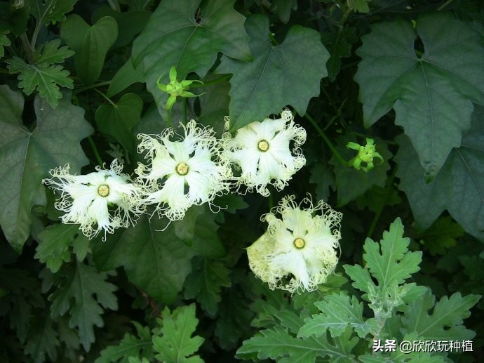 种瓜蒌是骗局吗,种瓜蒌好种吗