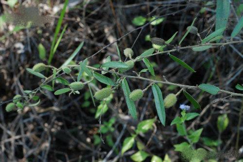 【食药科普大讲堂】不看不知道!岭南宝藏中药材图鉴(三)