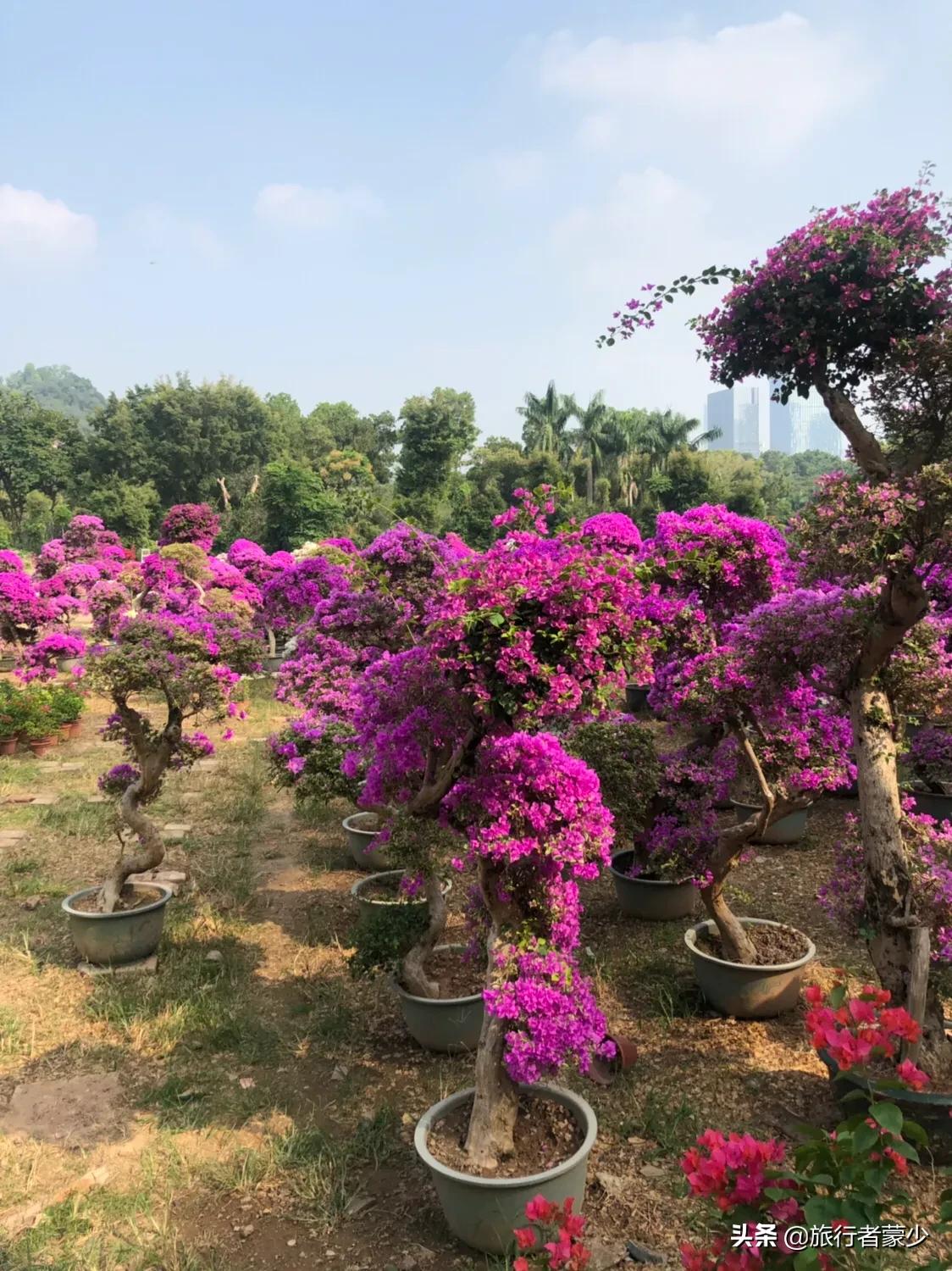 莲花山情侣约会5大圣地,深圳莲花山约会