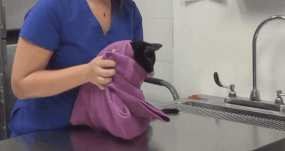 猫：来啊，踩我屁股啊，使点劲儿