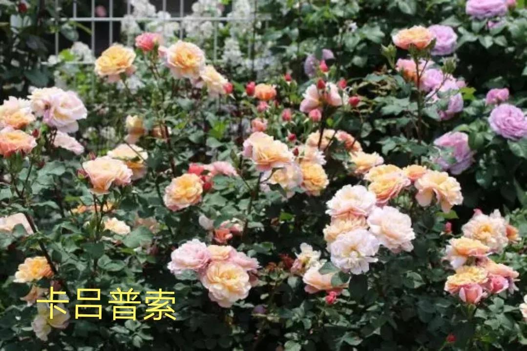 2020年木村卓功月季新品,木村卓功的月季都比较耐阴吗