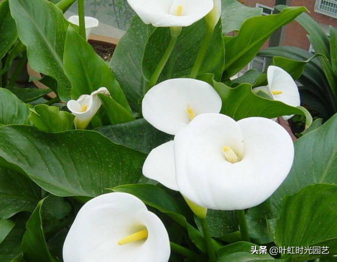 马蹄莲开花期间养护注意什么,马蹄莲的养护要点和方法