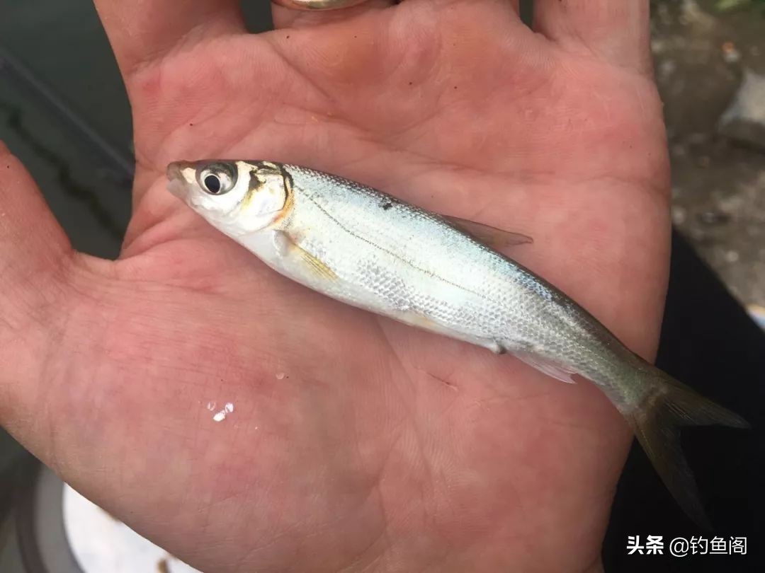 手竿钓黑鱼用什么饵料最好最快,手竿钓黑鱼最简单的方法