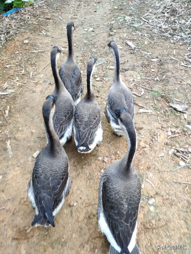 想养活鹅怎么弄,养鹅管理流程和预防方案
