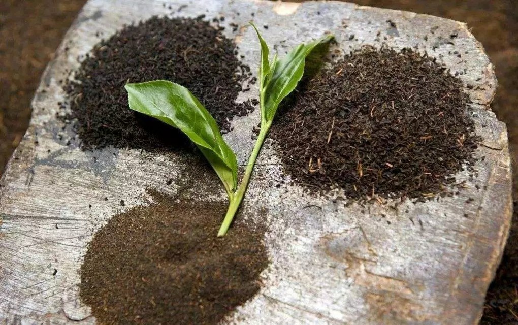 亚洲茶文化介绍,世界茶文化的发源地