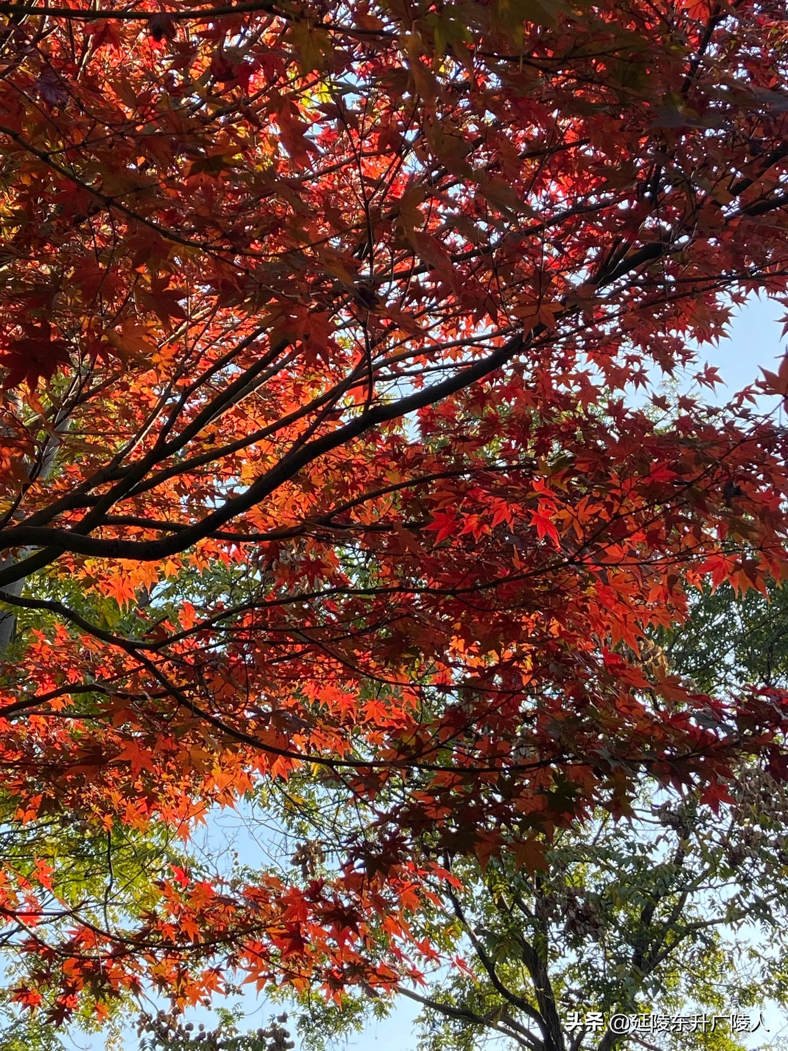 常州戚墅堰花溪公园溪事亭翠微亭烈士纪念广场戚机厂生活区的公园