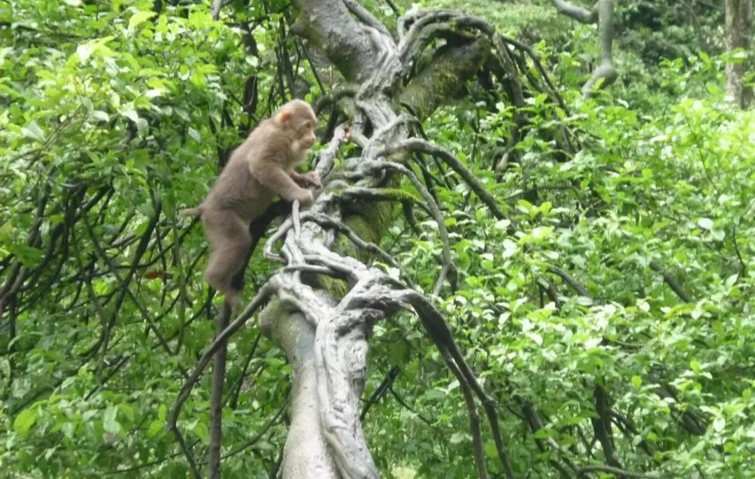 铺陈的意义是什么,铺陈的作用及表达效果