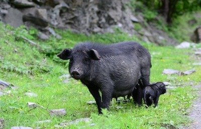 由三个品种培育出的土猪有哪些,国内的土猪品种有哪些
