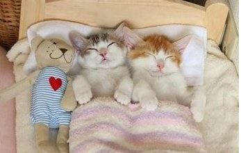 冬天猫咪会发情吗？如果发情要怎么护理呢？铲屎官学习一下吧！