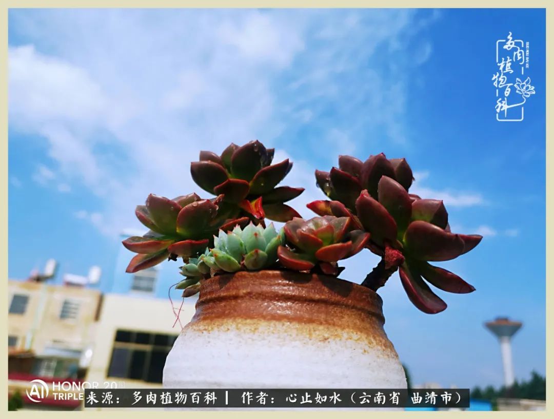 景德镇精品拇指多肉盆,轻奢多肉拇指盆3.5