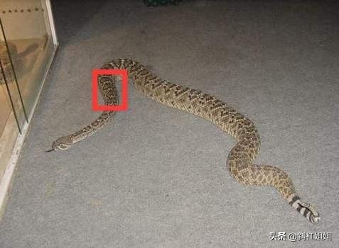 打蛇为什么要七寸，把头打烂没毒牙，还不够安全吗？