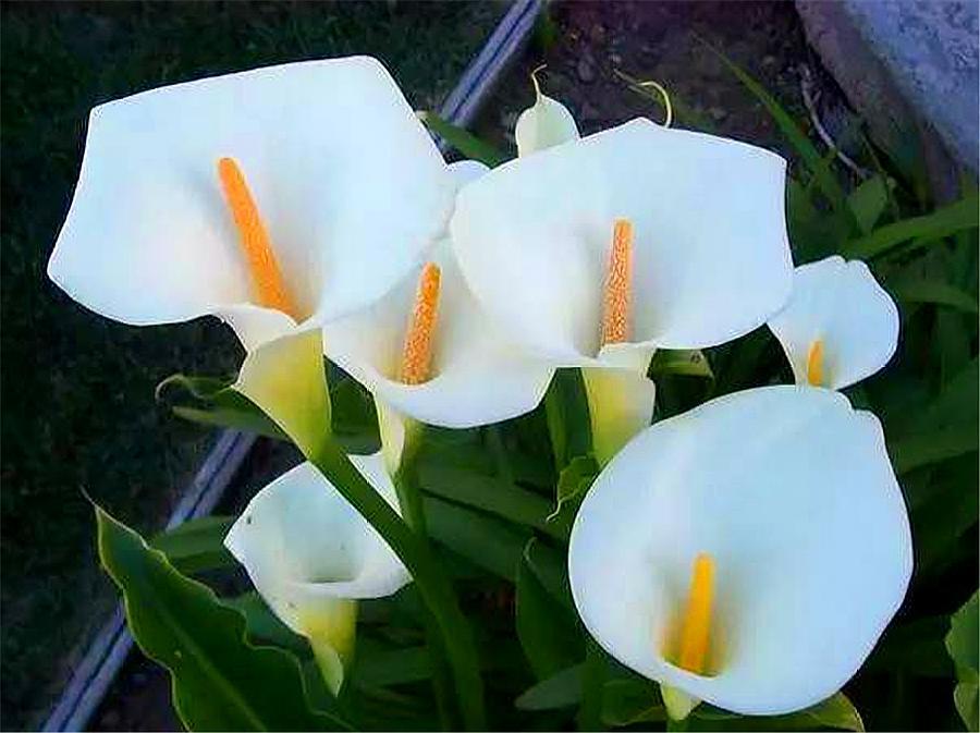 马蹄莲怎么可以开花多,马蹄莲开花的方式是什么