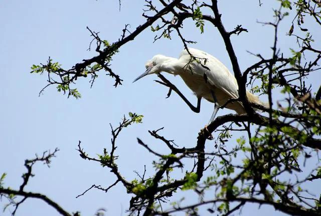 曹县魏湾镇各村姓氏分布,曹县魏湾地名