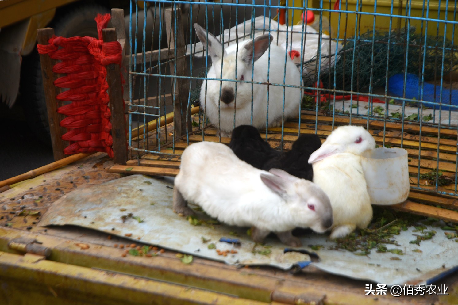 农村5类特色养殖,农村养殖哪种模式最靠谱