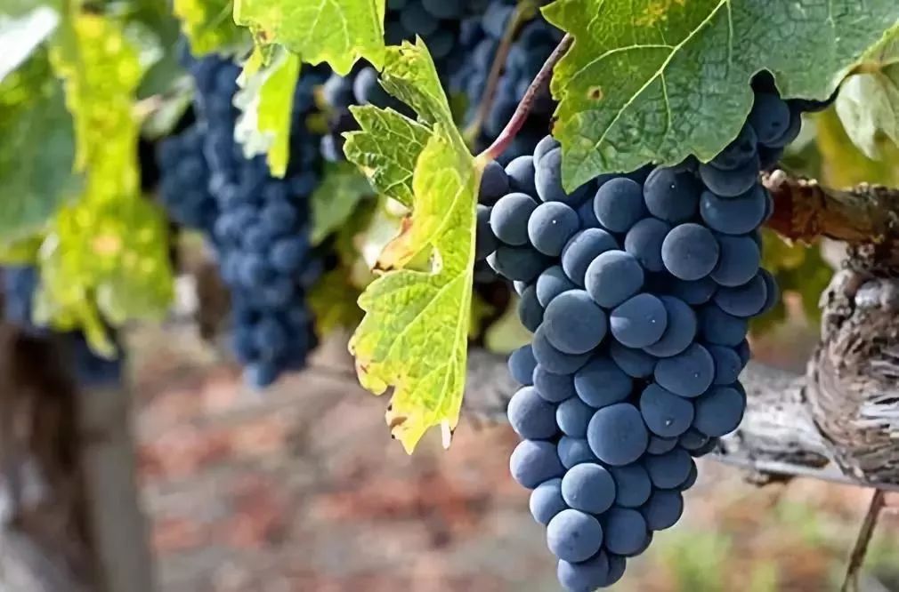 葡萄酒看什么,葡萄酒的葡萄品种介绍
