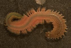 沙蚕为什么被称为万能钓饵,钓鱼用的沙蚕怎么养殖