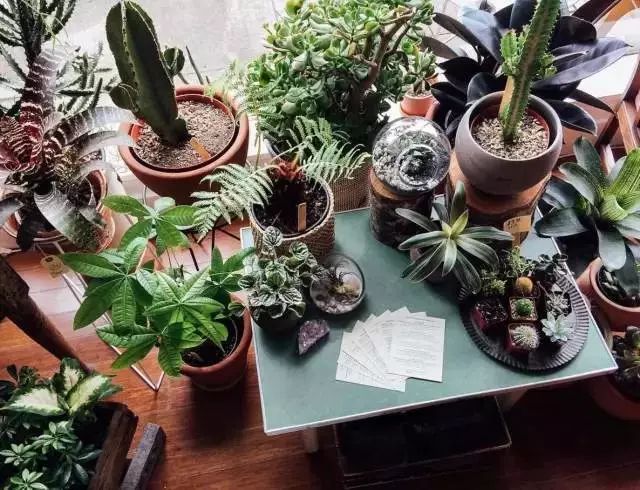 开一家植物美学小店,开一家属于自己的花店