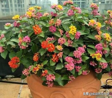 五色梅叶子枯黄,五色梅的叶子刚长出来时是浅绿色