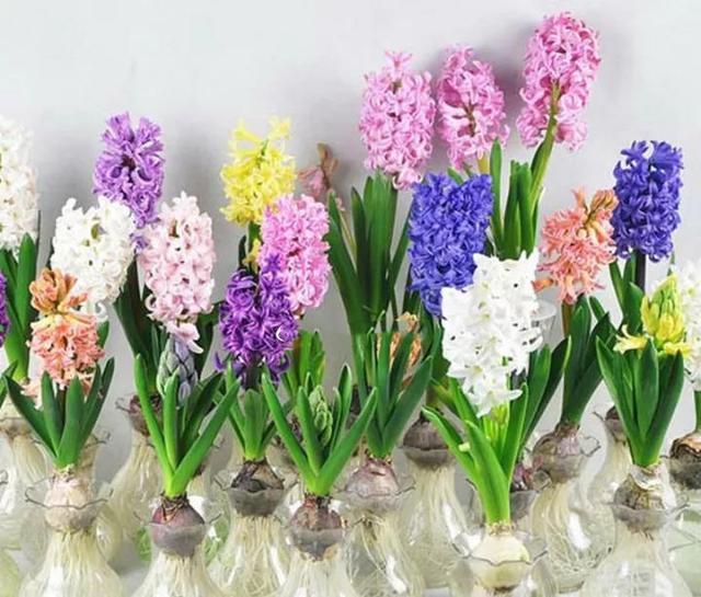 水培郁金香花期过后怎么处理叶子,4种花适合新手养漂亮好养