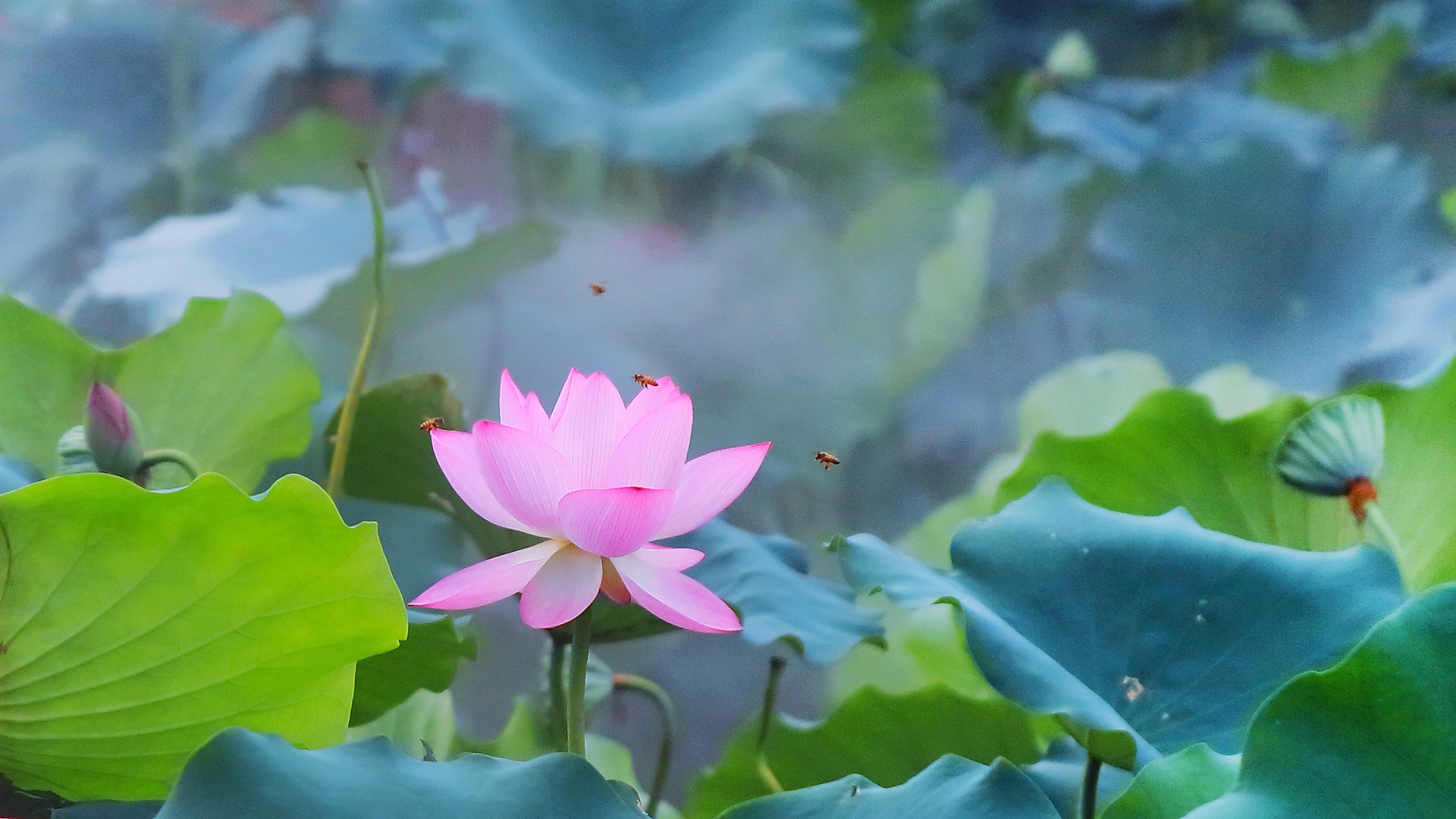 描写荷花有修辞手法的句子,对比的修辞手法描写荷花