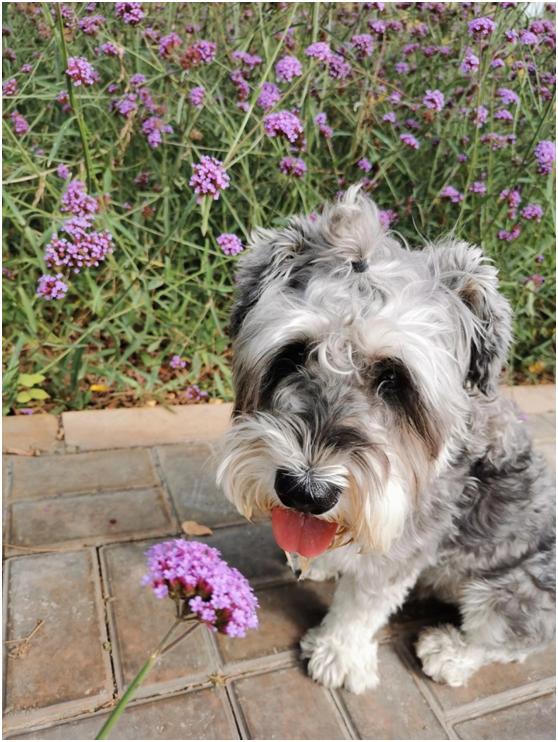 多肉虐我千百遍，我待多肉如初恋