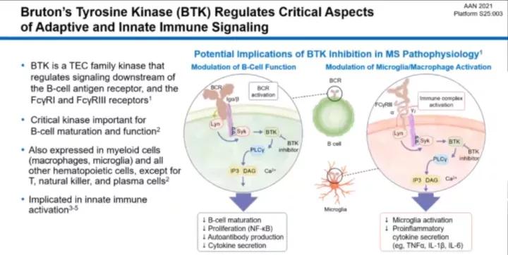 突破血脑屏障,脑科学日报最新消息