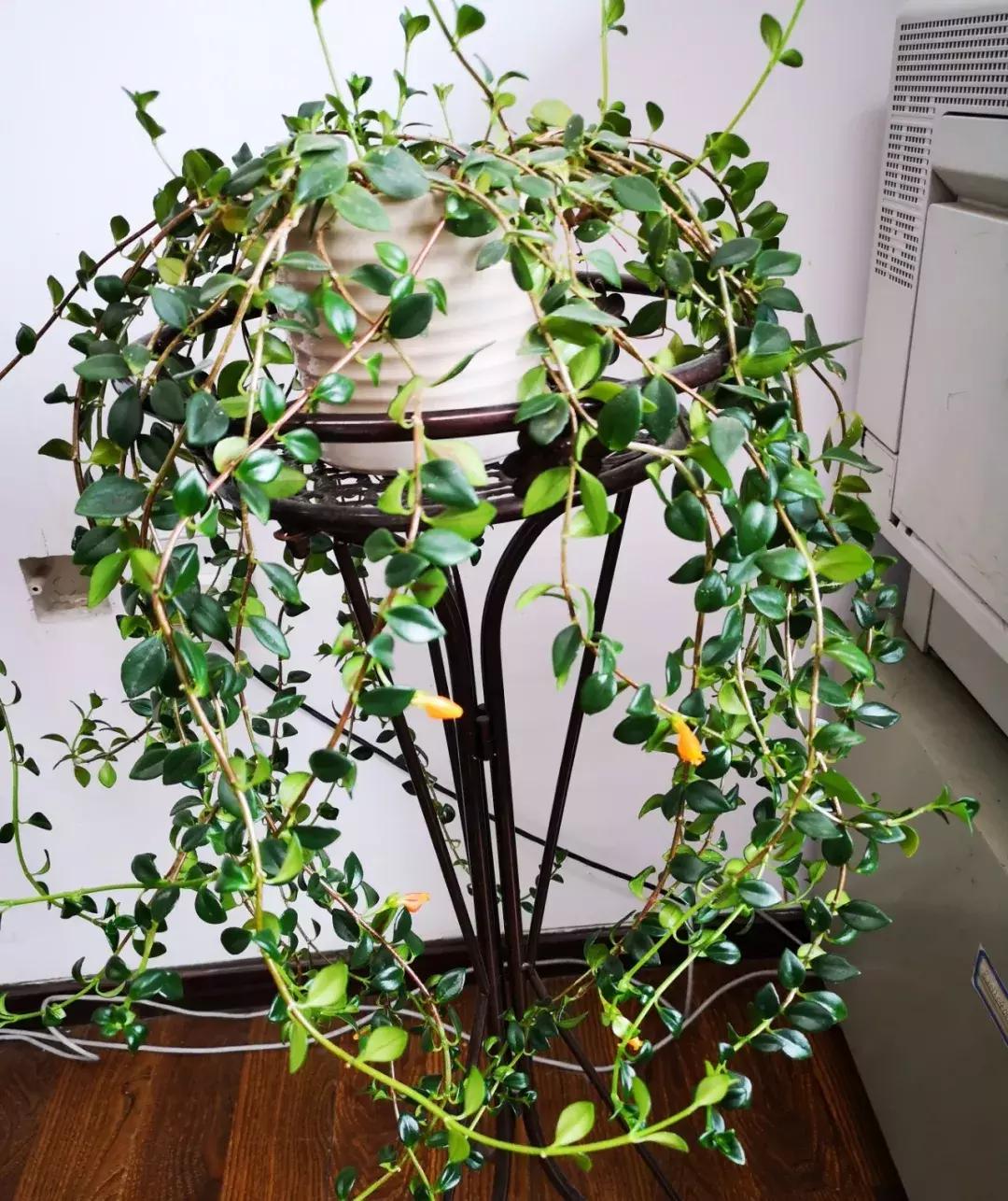 这6种花给点水就爆盆懒人必备,插枝最好养的四种花