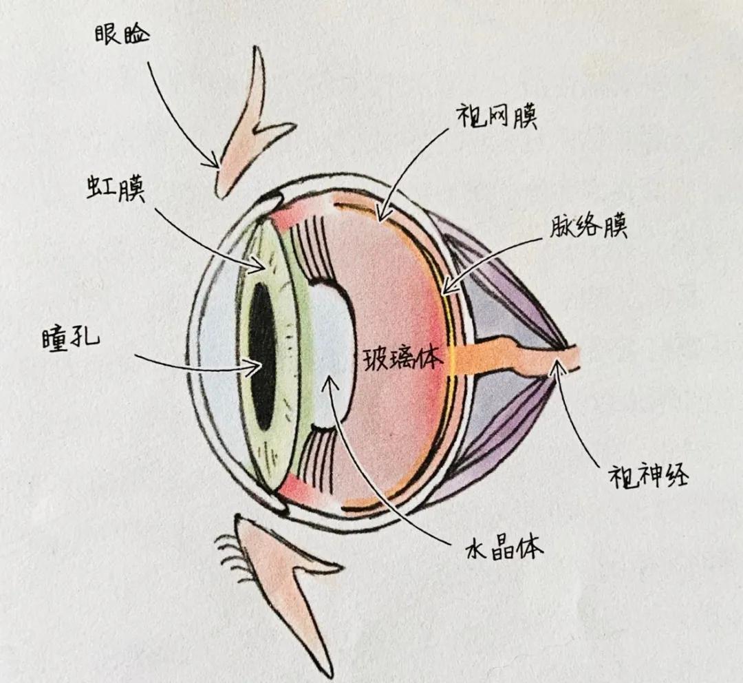 猫咪的眼睛黑色多是怎么回事,猫咪的眼睛可以看到几种颜色