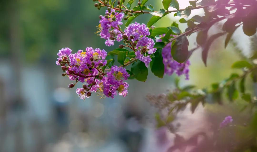 在济南花式避暑，一见“清”心！只需一瞥，便足以把酷夏原谅…