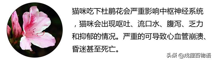 养猫人不能种什么花,养猫人不能干的事情