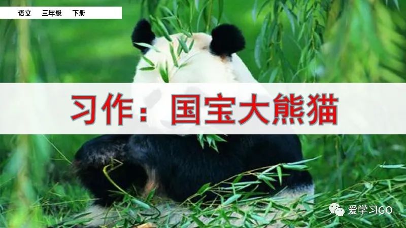 部编版三年级下册国宝大熊猫作文,三年级下作文国宝大熊猫写作指导